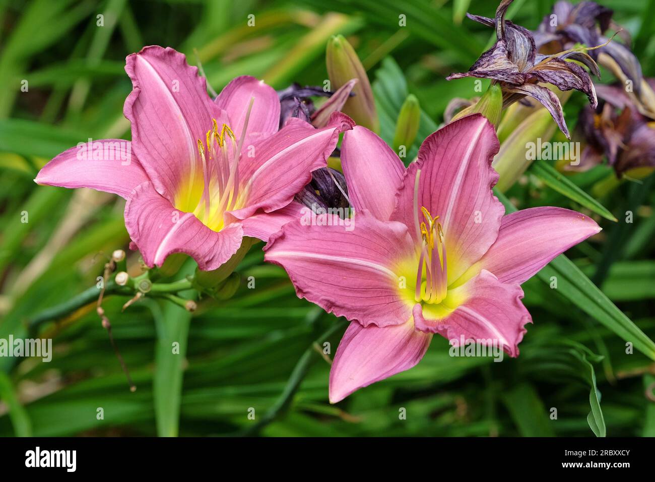 Hemerocallis Tageslilie 'Meadow Sprite' in Blüte. Stockfoto