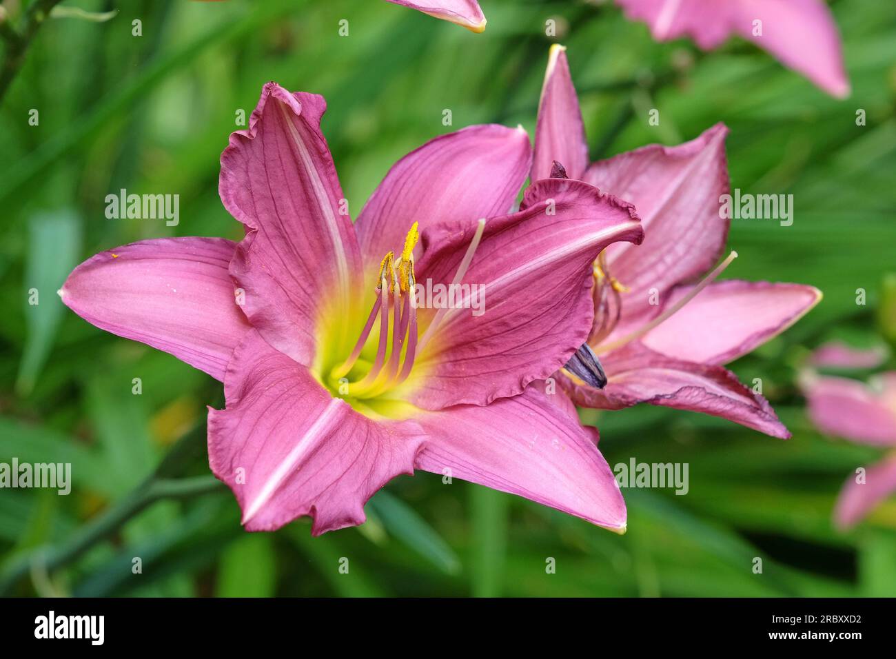 Hemerocallis Tageslilie 'Meadow Sprite' in Blüte. Stockfoto