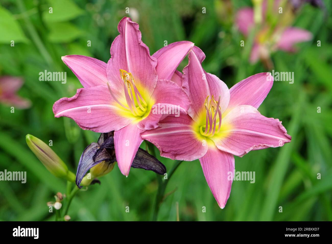 Hemerocallis Tageslilie 'Meadow Sprite' in Blüte. Stockfoto