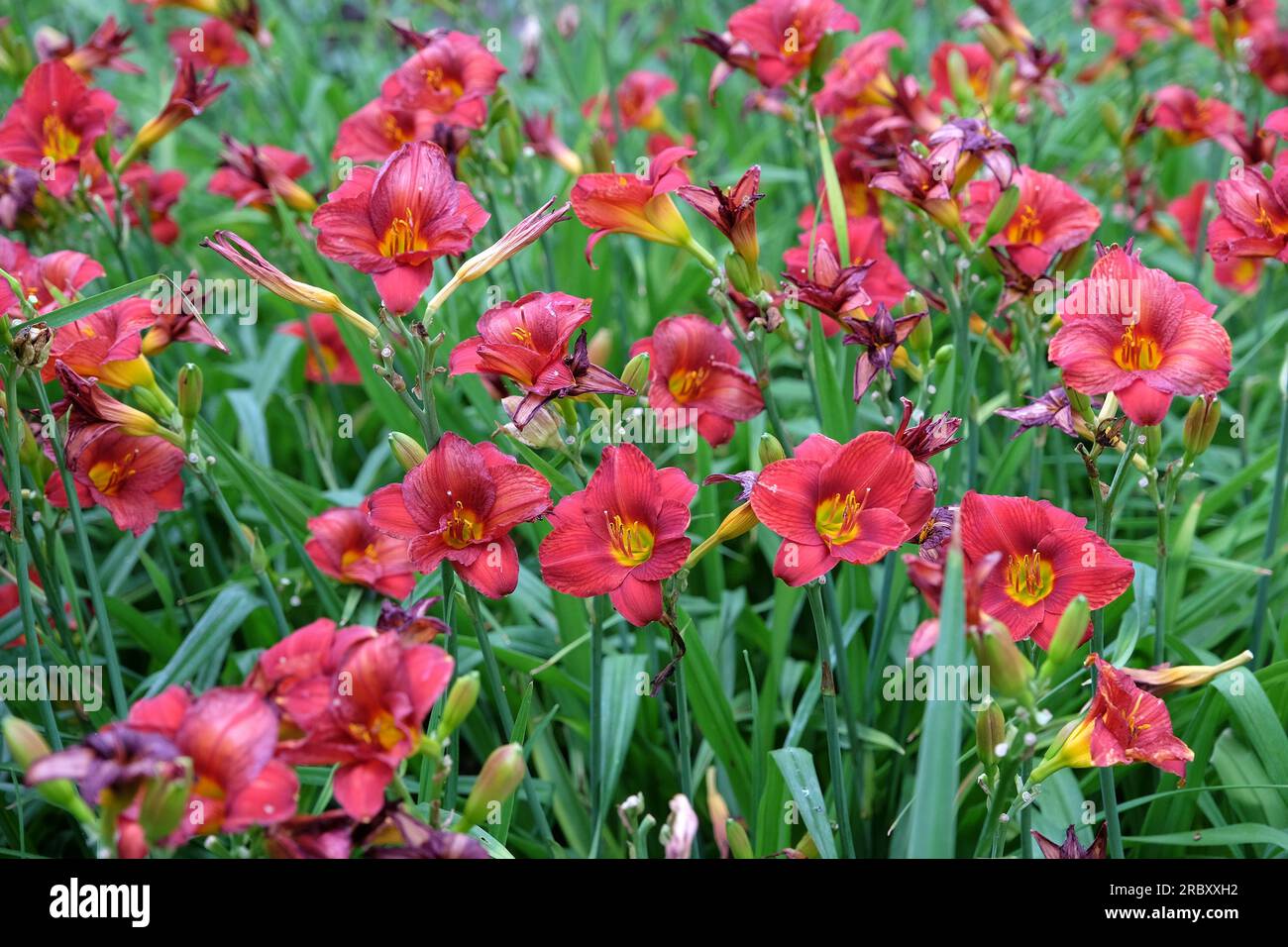 Hemerocallis Hybrid-Tageslilie "Little Zinger" in Blume. Stockfoto