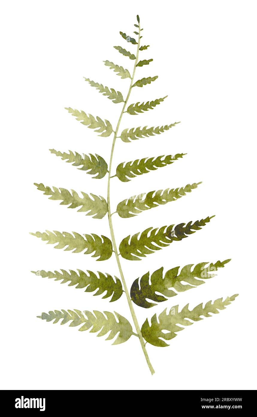 Farn-Aquarell-Illustration. Handgezeichnete Zeichnung von Forest Wild Plant  fr Grukarten oder Einladungen auf einem isolierten weien Hintergrund.  Grnes Waldblatt fr Symbol oder Logo. Aquarelle botanische Skizze  Stockfotografie - Alamy