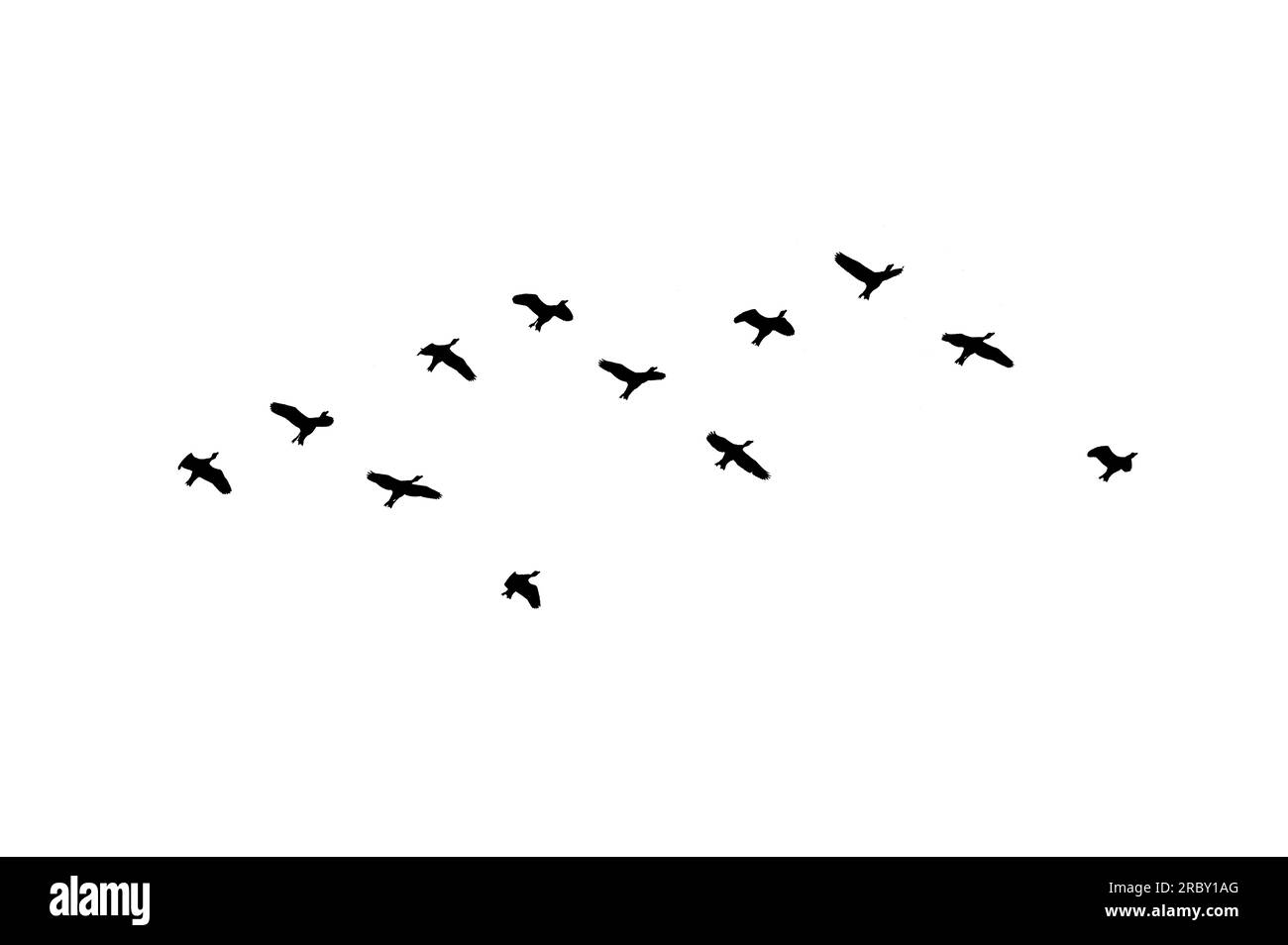 Vogelschar mit Hintergrundbeleuchtung isoliert Stockfoto