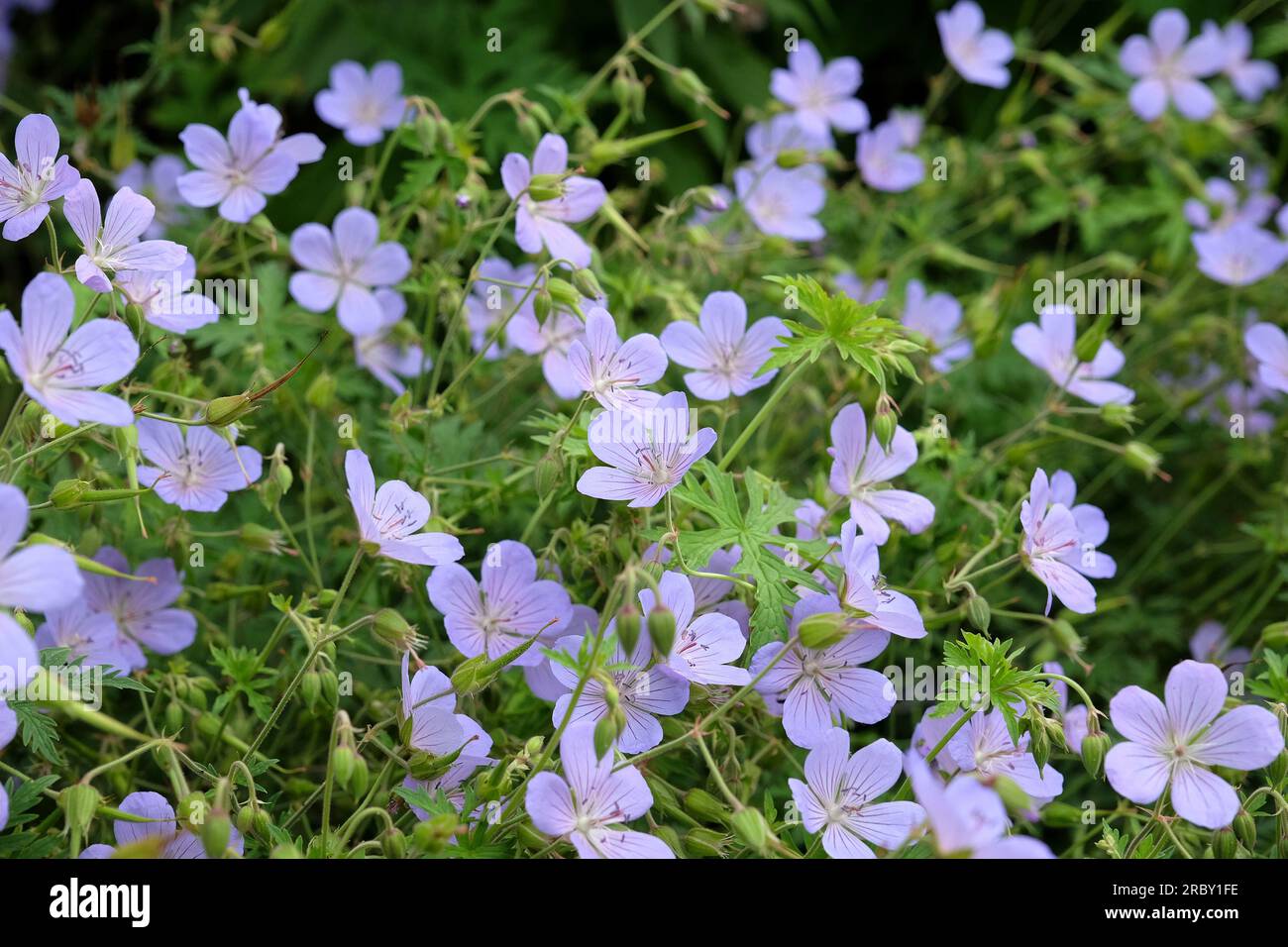 Hardy Geranium "Blue Cloud" in Blume. Stockfoto