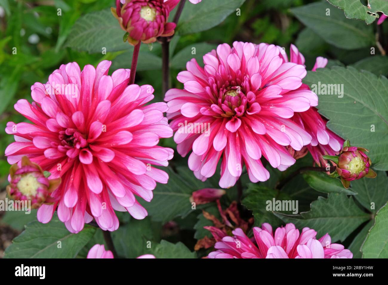 Dahlia 'Gallery Art Nouveau' in Blume Stockfoto
