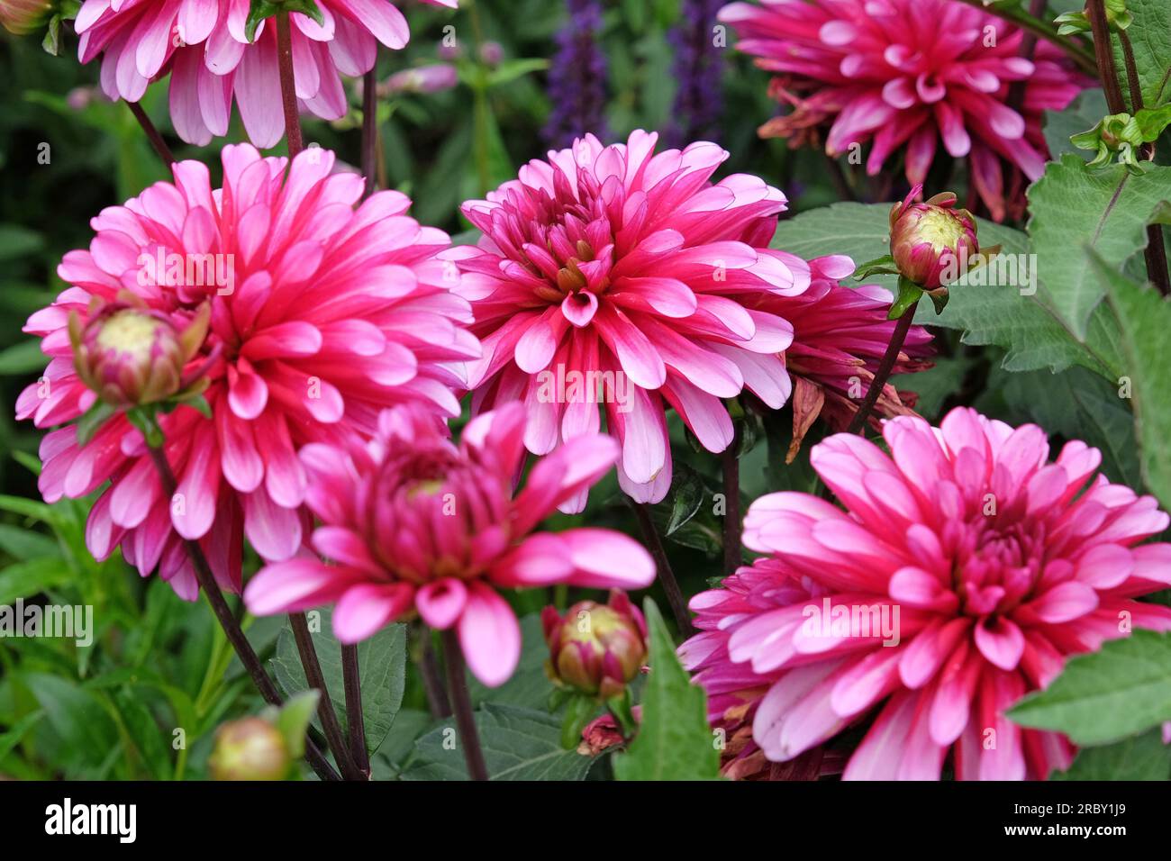 Dahlia 'Gallery Art Nouveau' in Blume Stockfoto
