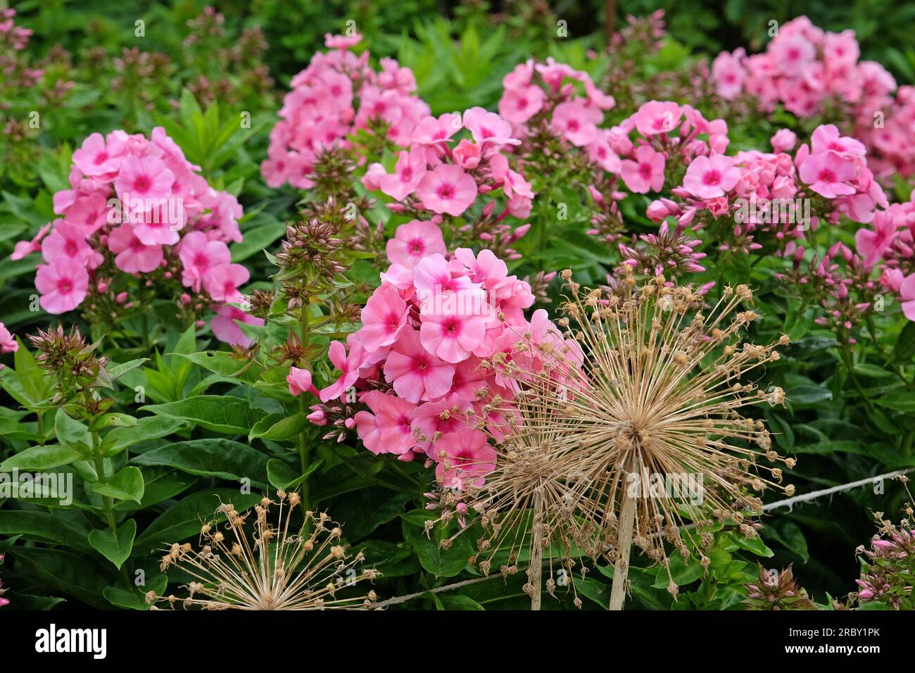 Garten Phlox Licht Pink Flamme' in Blume. Stockfoto