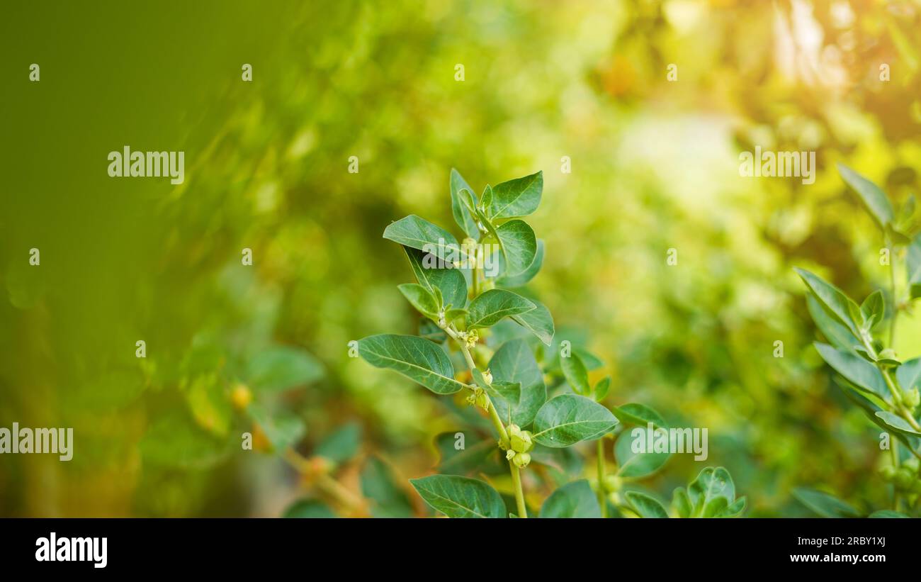 Ashwagandha bekannt als Withania somnifera Pflanze, die im Sonnenlicht wächst. Indische kräftige Kräuter, Giftstangenbeere oder Winterkirsche. Medizin, Gesundheitswesen Stockfoto