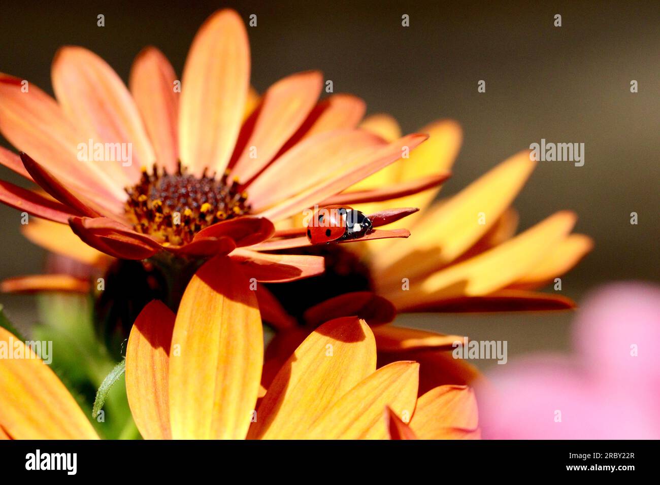 Marienkäfer auf Gänseblümchen Stockfoto