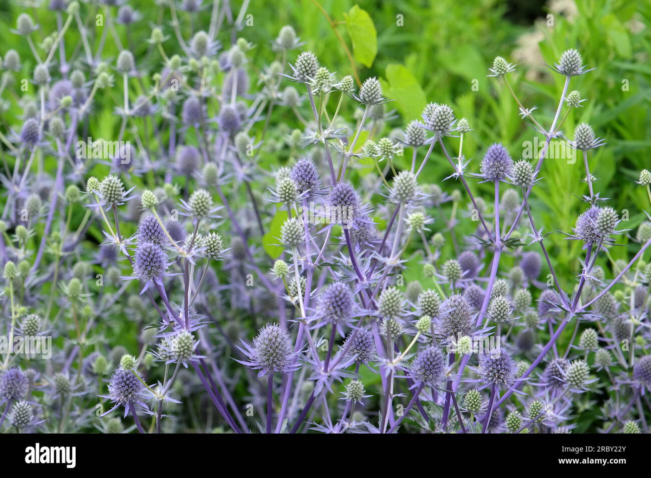 Eryngium Planum „Blauer Glitzer“ in Blume. Stockfoto