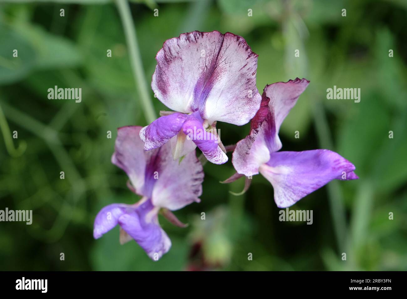 Lathyrus odoratus 'Three Times as Sweet' in Blume. Stockfoto