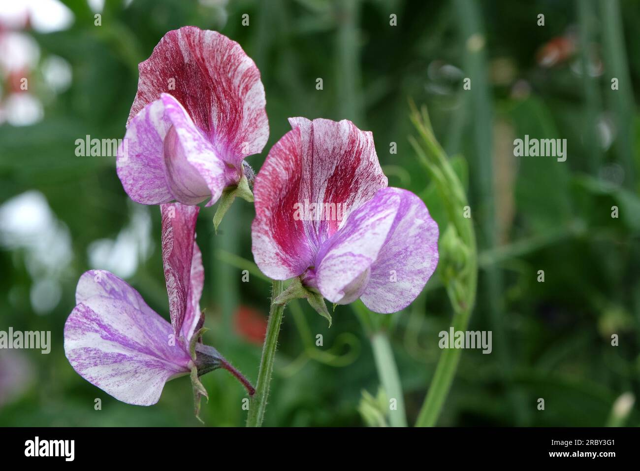 Lathyrus odoratus "Senator" in Blume. Stockfoto