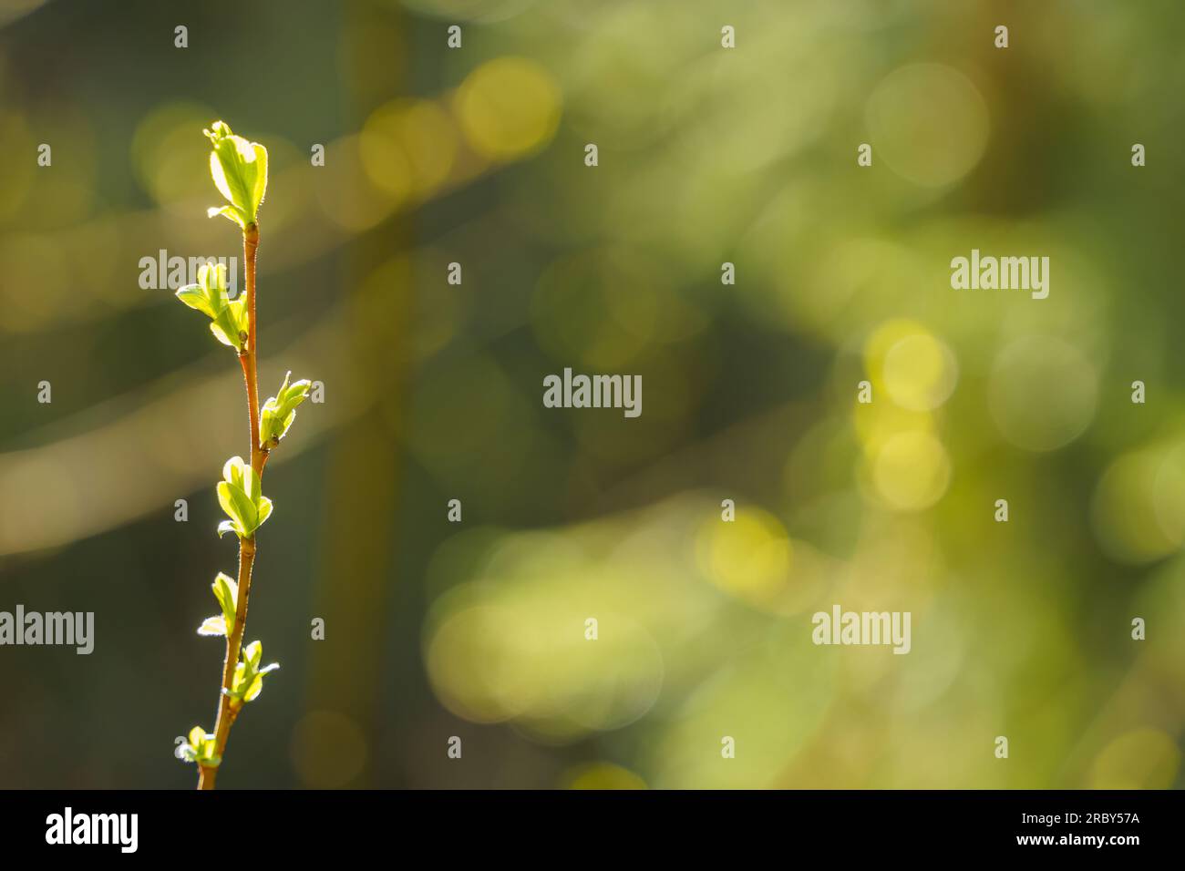 Hinterleuchtete junge Weidenblätter im Frühling mit grünem Bokeh-Hintergrund. Stockfoto