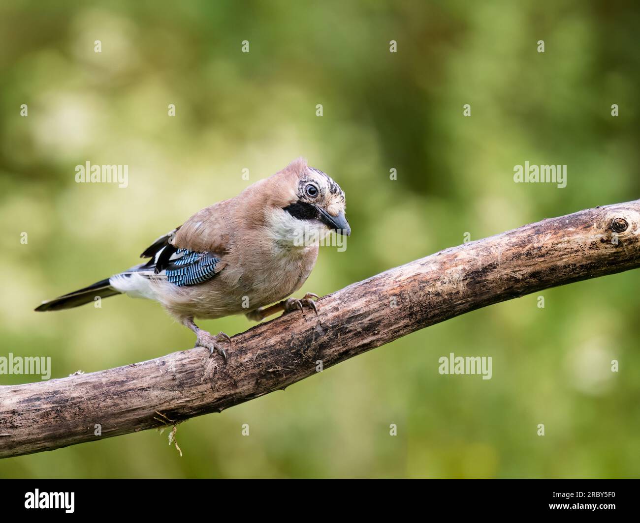 Die eurasischen Jays beim Fressen im Sommer in Mid Wales Stockfoto