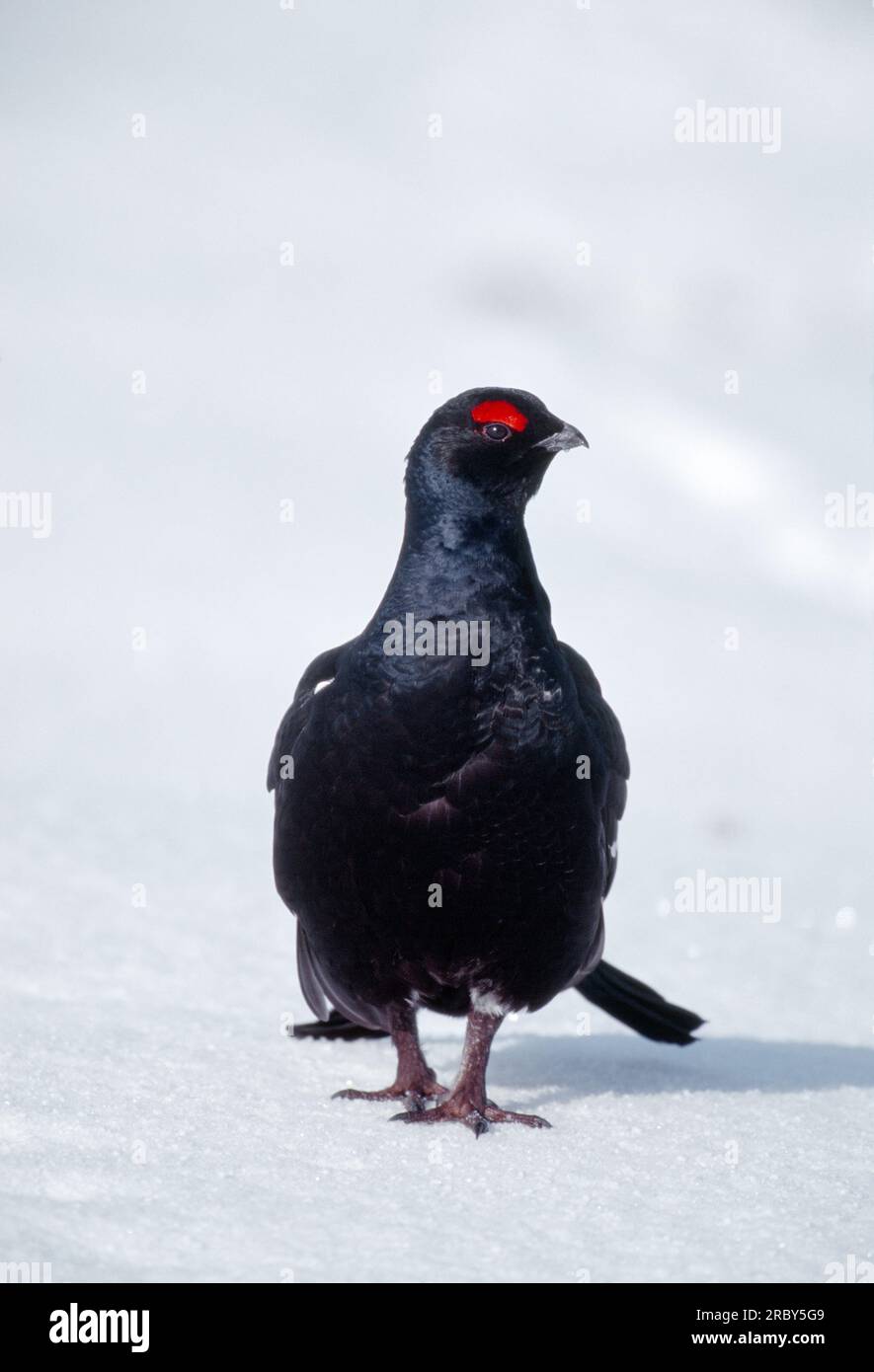 Schwarzhühner (Tetrao tetrix), männlich am Lean im späten Schneefall, Spey Valley, Speyside, Cairngorms National Park, Schottland, April 2002 Stockfoto