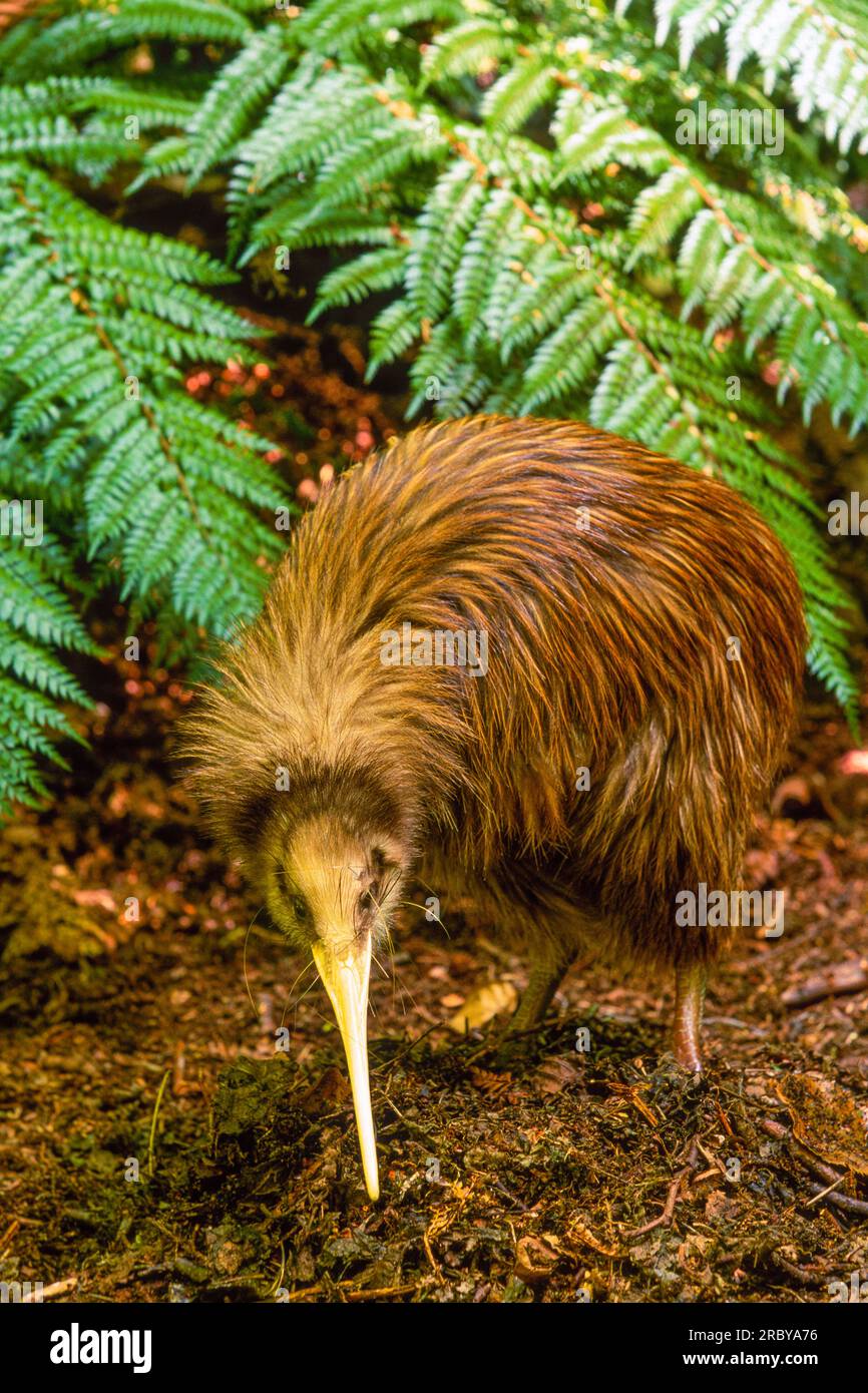 Kiwi Bird, Südinsel, Neuseeland, Südwestpazifik Stockfoto