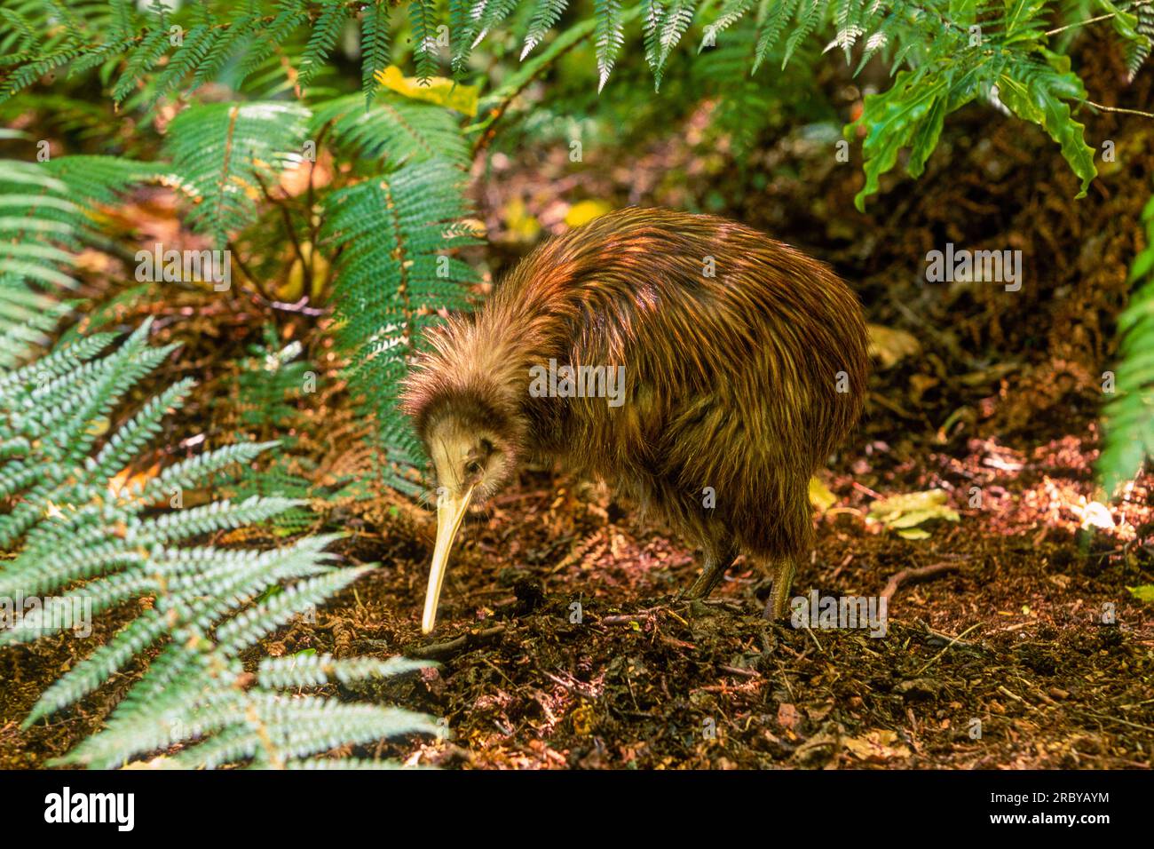 Kiwi Bird, Südinsel, Neuseeland, Südwestpazifik Stockfoto