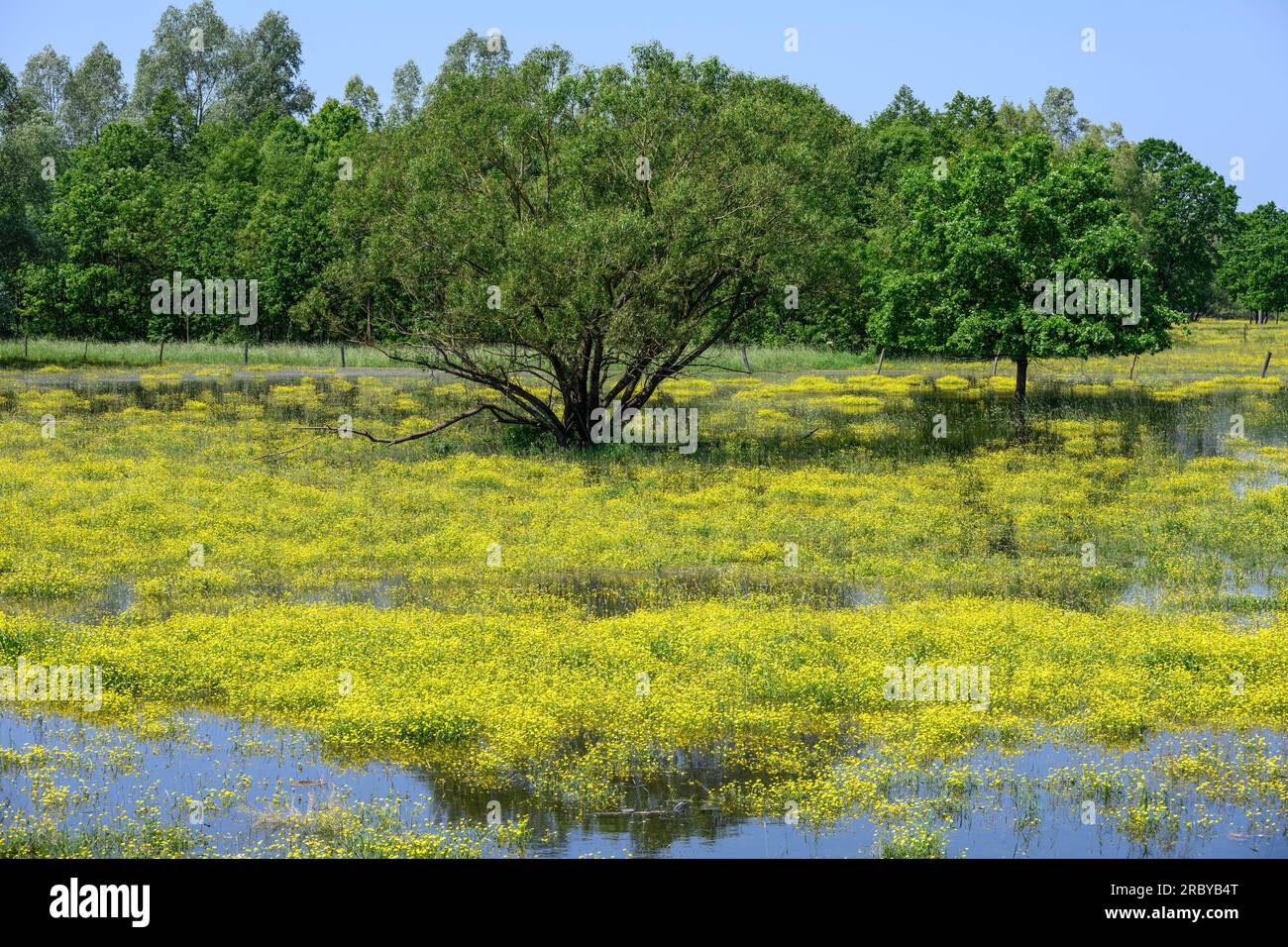 Überflutete Felder und Feuchtgebiete am Ufer der Sava bei Krapje im Naturpark Lonjsko Polje, Republik Kroatien. Stockfoto