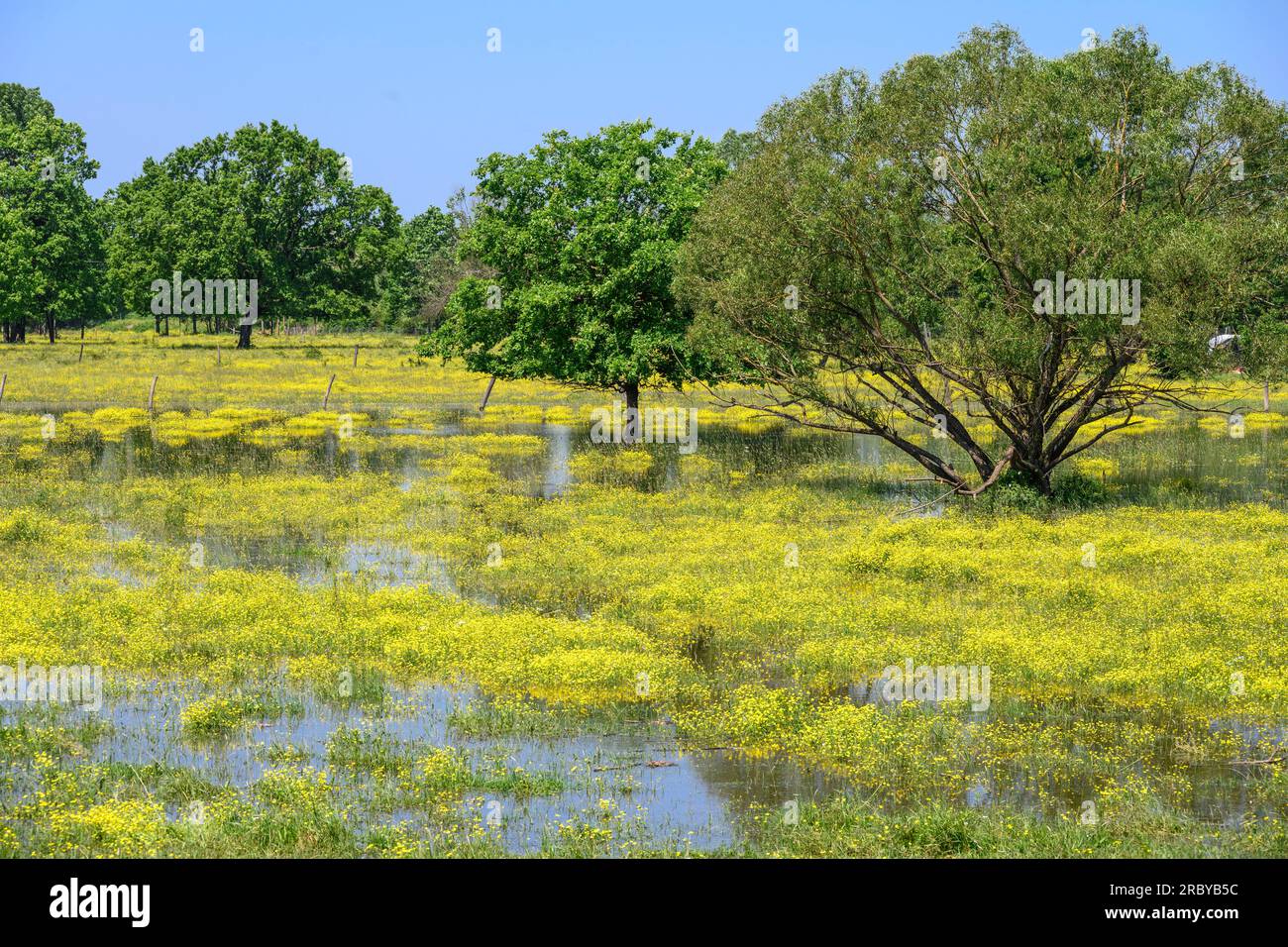 Überflutete Felder und Feuchtgebiete am Ufer der Sava bei Krapje im Naturpark Lonjsko Polje, Republik Kroatien. Stockfoto