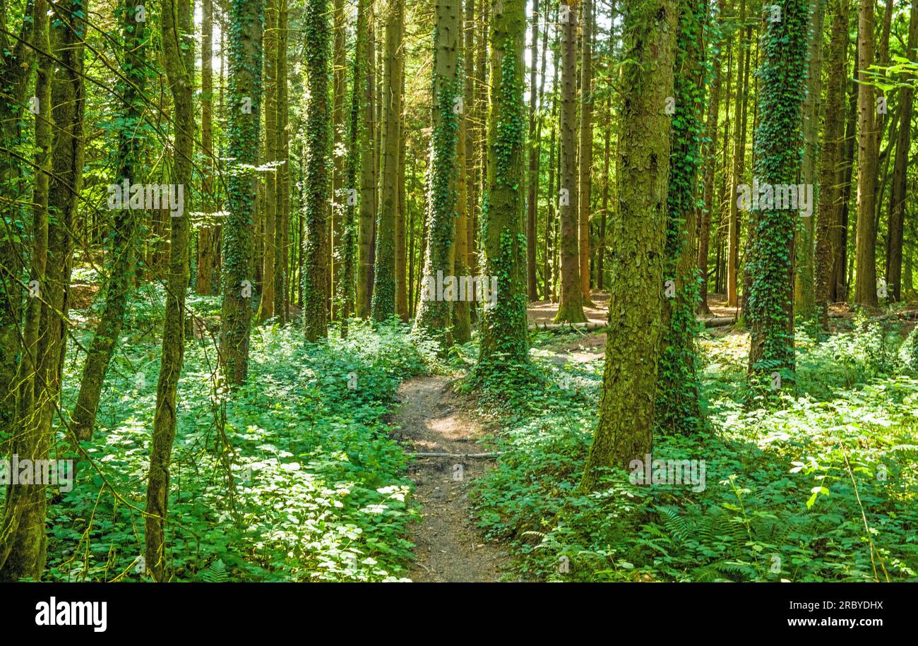 Tyn y Coed Woods außerhalb von Cardiff/Pentyrch in Südwales mit einer Fülle guter Wanderwege. Jederzeit für die Öffentlichkeit zugänglich Stockfoto