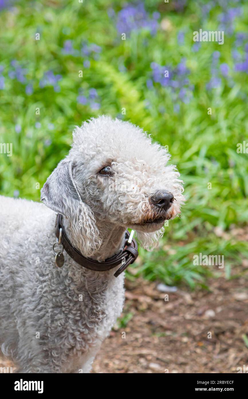 Porträtfoto eines abstammenden Bedlington-Terrier-Hundes, isoliert im Freien, mit britischen Frühlingsbluebells im Hintergrund. Stockfoto