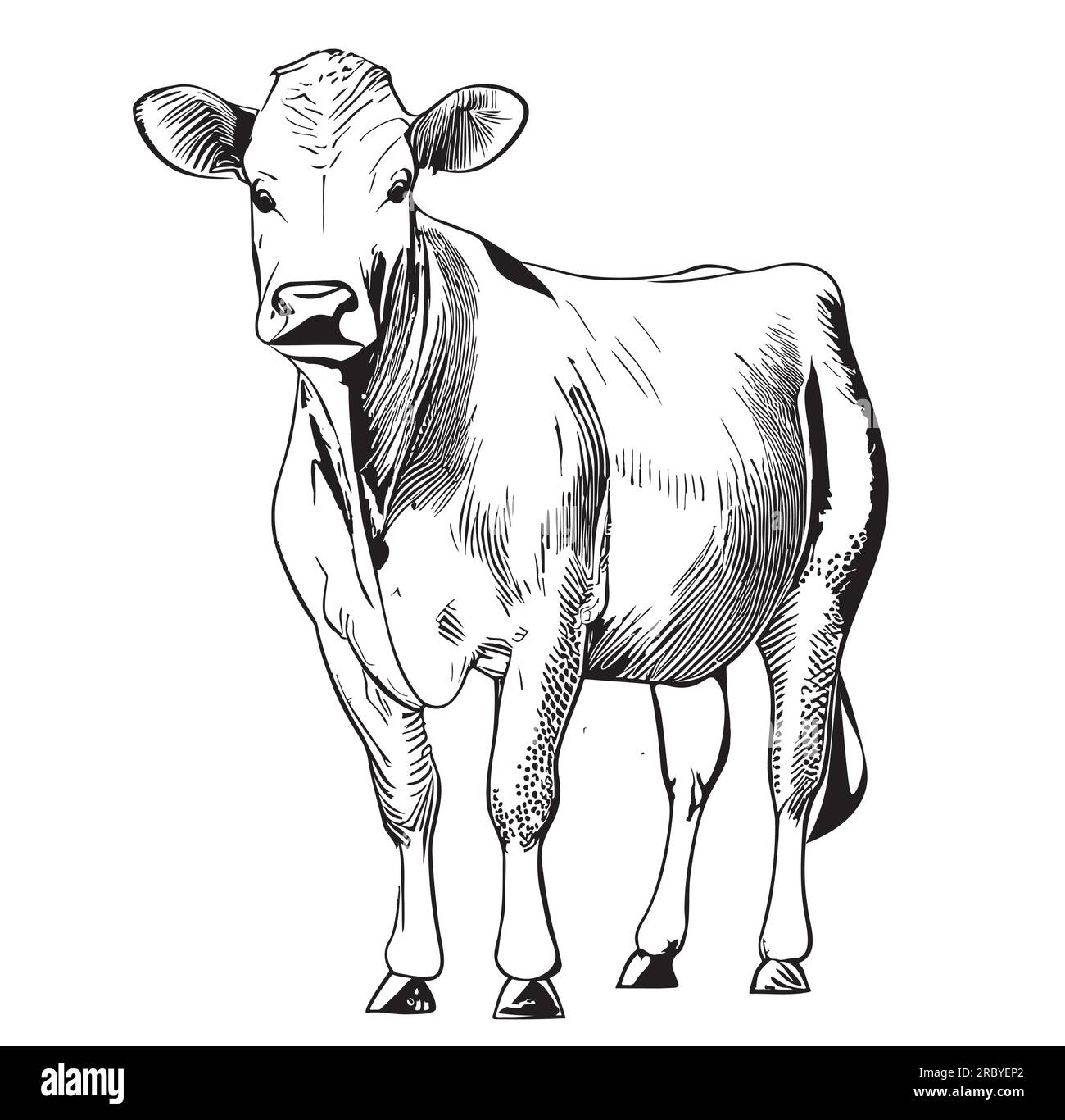 Handgezeichnete Kuh-Zeichnung, Cartoon-Darstellung im Gravurstil  Stock-Vektorgrafik - Alamy