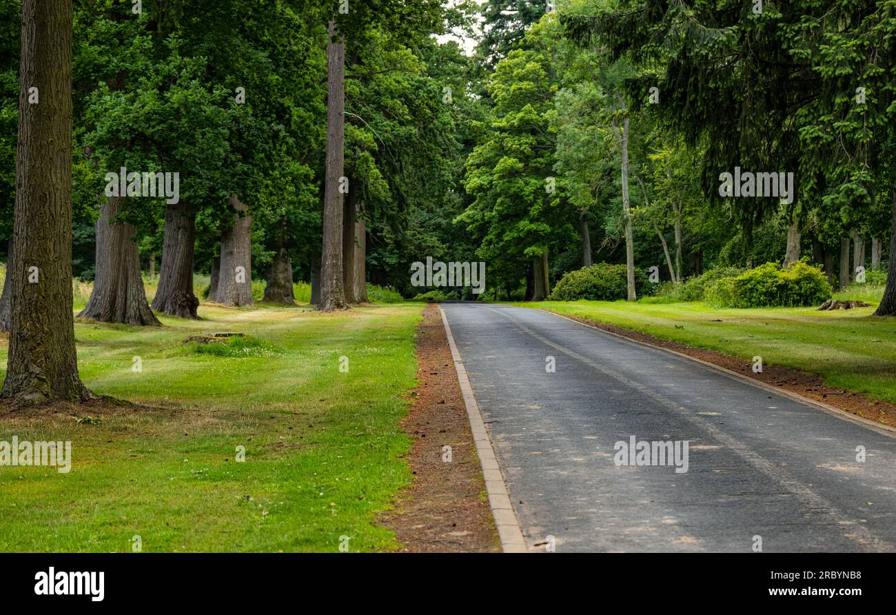 Lange, gerade Fahrt gesäumt von reifen Bäumen zum Lennoxlove Estate, East Lothian, Schottland, Großbritannien Stockfoto