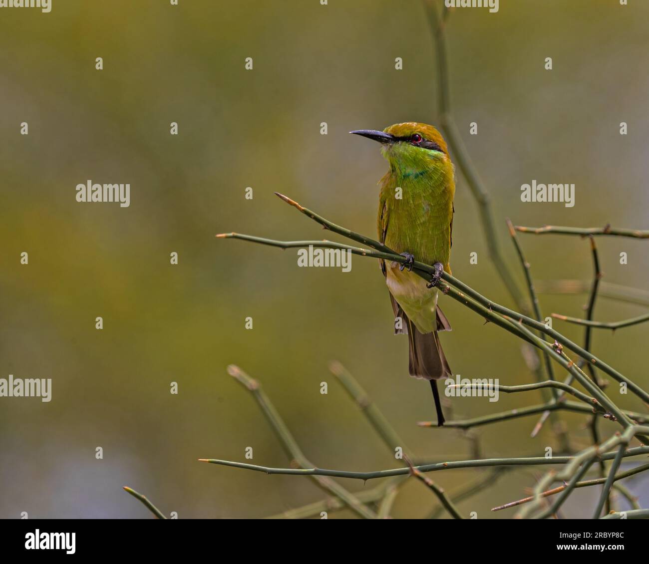 Ein Green Bee Eater, der in die Kamera schaut Stockfoto