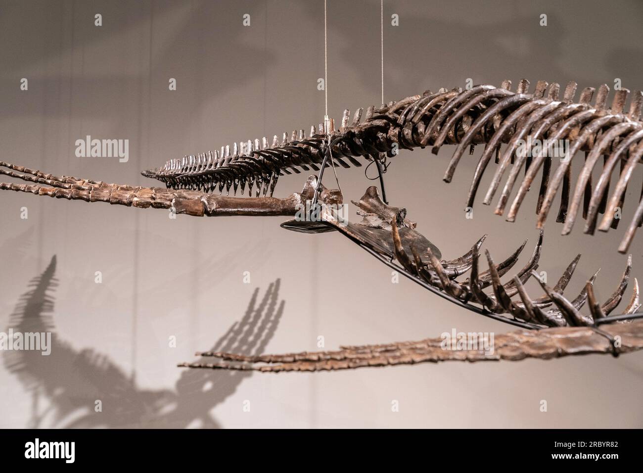 New York, USA. 10. Juli 2023. Plesiosaur-Dinosaurier-Fossil (Details) für Sotheby's Live Natural History Auction während der Pressekonferenz in New York am 10. Juli 2023. (Foto: Lev Radin/Sipa USA) Guthaben: SIPA USA/Alamy Live News Stockfoto