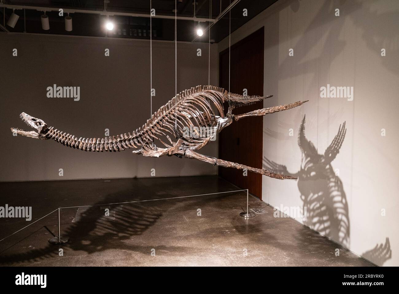 New York, USA. 10. Juli 2023. Plesiosaur-Dinosaurier-Fossil auf der Ausstellung für Sotheby's Live Natural History Auction während des Pressefotos in New York am 10. Juli 2023. (Foto: Lev Radin/Sipa USA) Guthaben: SIPA USA/Alamy Live News Stockfoto