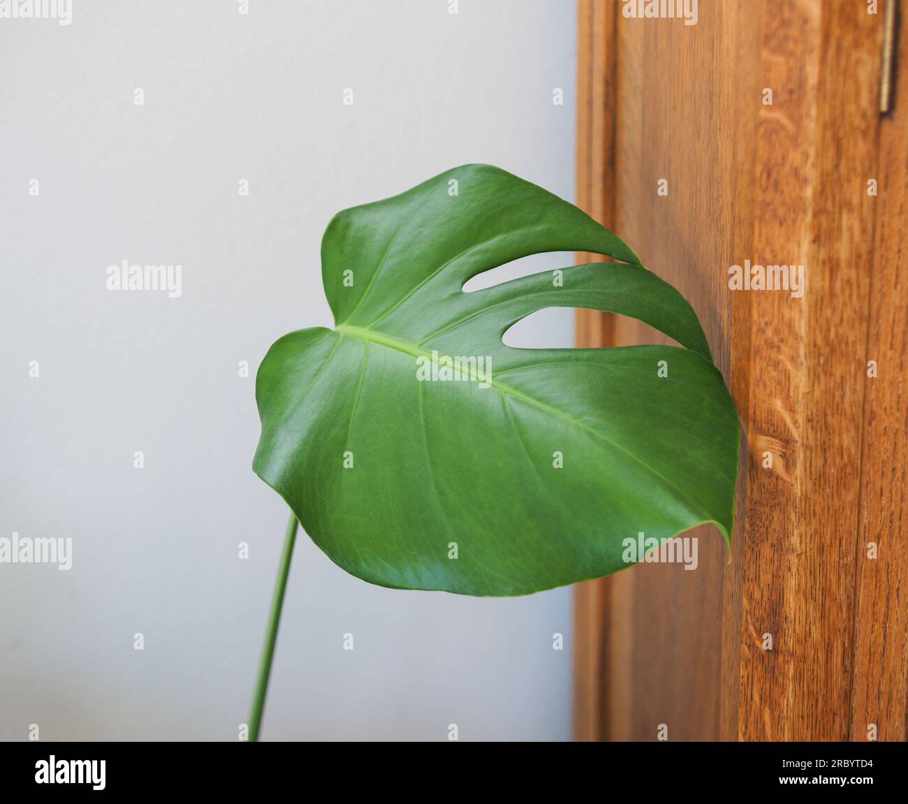 Monstera Leaf vom Eichenkabinett Stockfoto