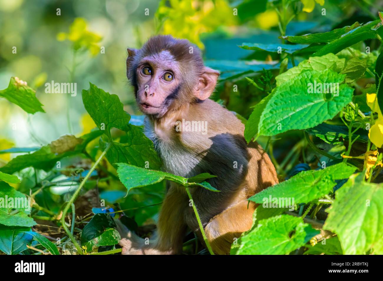 Baby Monkey sitzt zwischen den grünen Blättern und hat Platz zum Kopieren Stockfoto