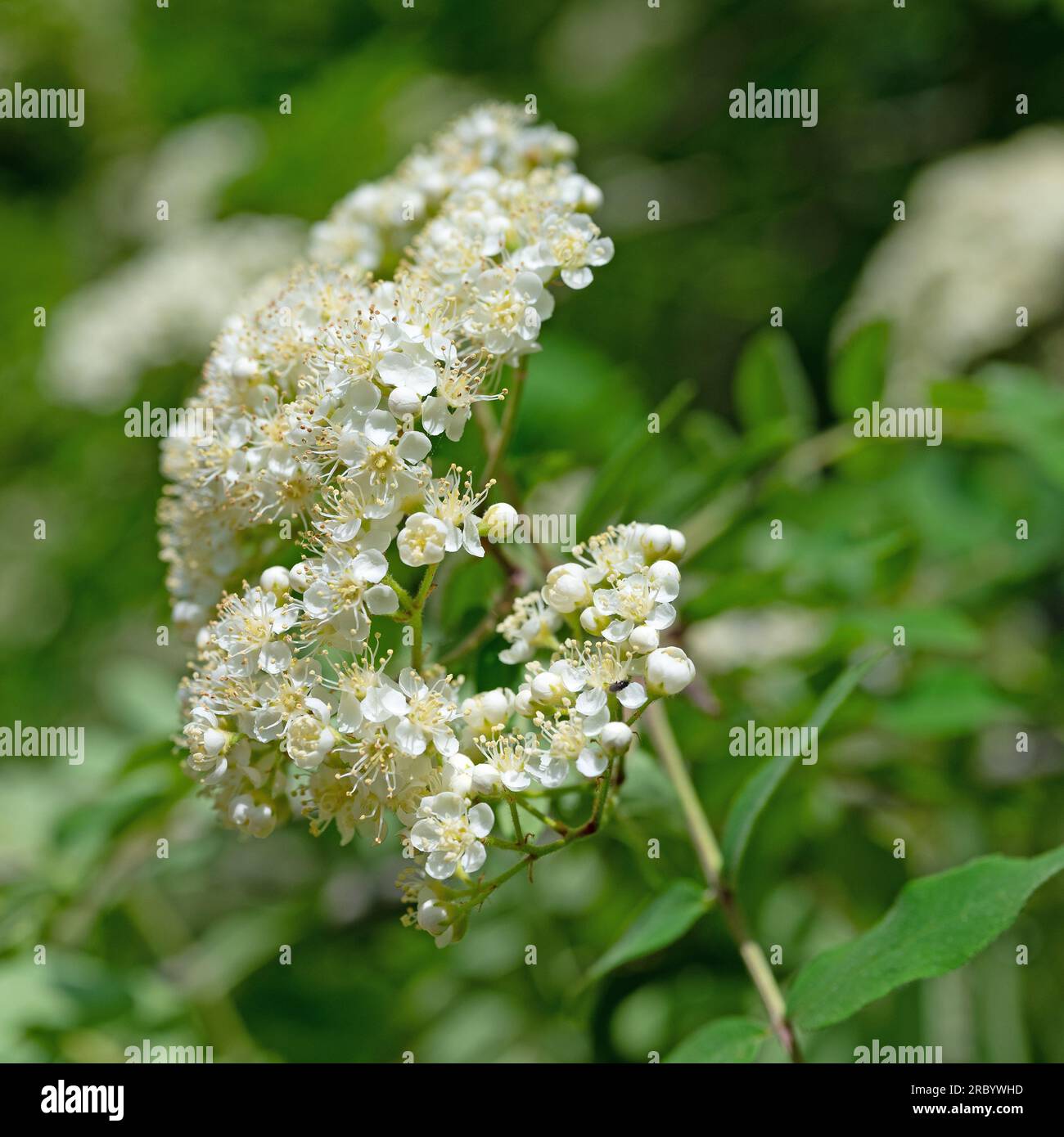 Blühende Bergasche, Sorbus aucuparia, im Frühjahr Stockfoto