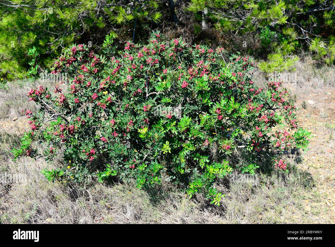Mastic (Pistacia lentiscus) ist ein immergrüner Strauch mit aromatischem Harz. Stammt aus dem Mittelmeerraum und den Kanarischen Inseln. Angiospermen. Anakardisch Stockfoto