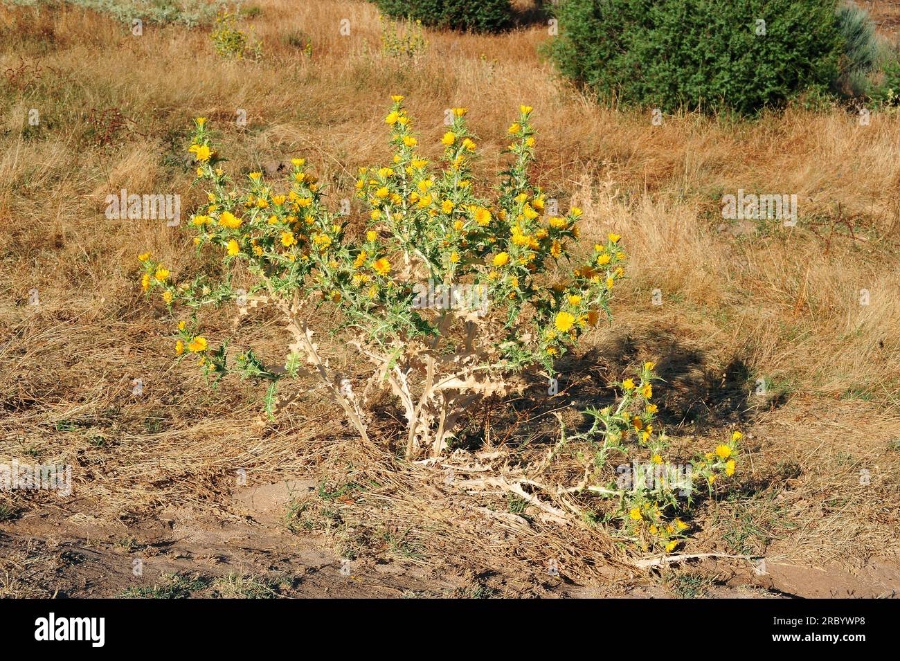 Die spanische Austerndistel (Scolymus hispanicus) ist eine essbare zweijährige Pflanze, die in Süd- und Westeuropa heimisch ist. Angiospermen. Asteraceae. Dieses Foto war Stockfoto