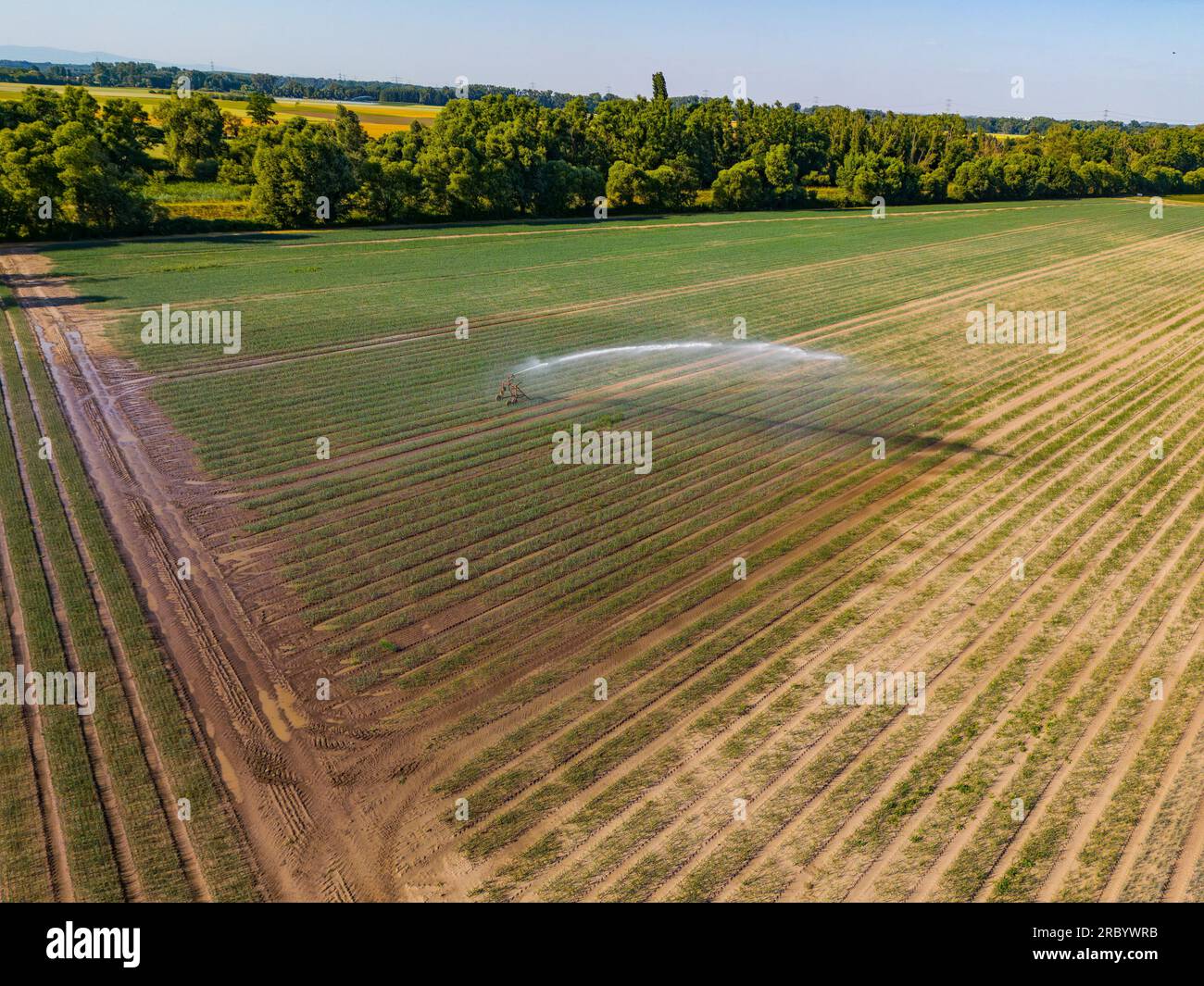 Luftaufnahme der Sprinklerbewässerungsanlage auf einem Feld im heißen Sommer Stockfoto