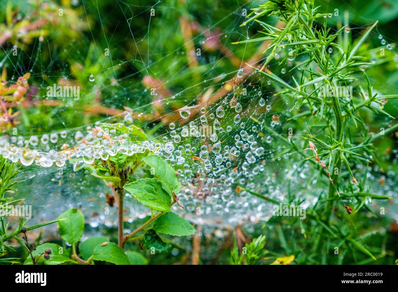Regentropfen glitzern auf einem Spinnennetz in einer walisischen Hecke Stockfoto