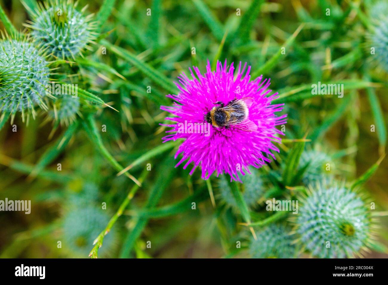 Hummelbiene auf Distel in Pembrokeshire, Wales Stockfoto
