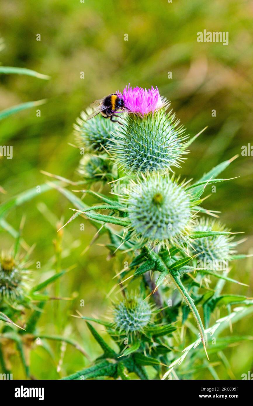 Hummelbiene auf Distel in Pembrokeshire, Wales Stockfoto