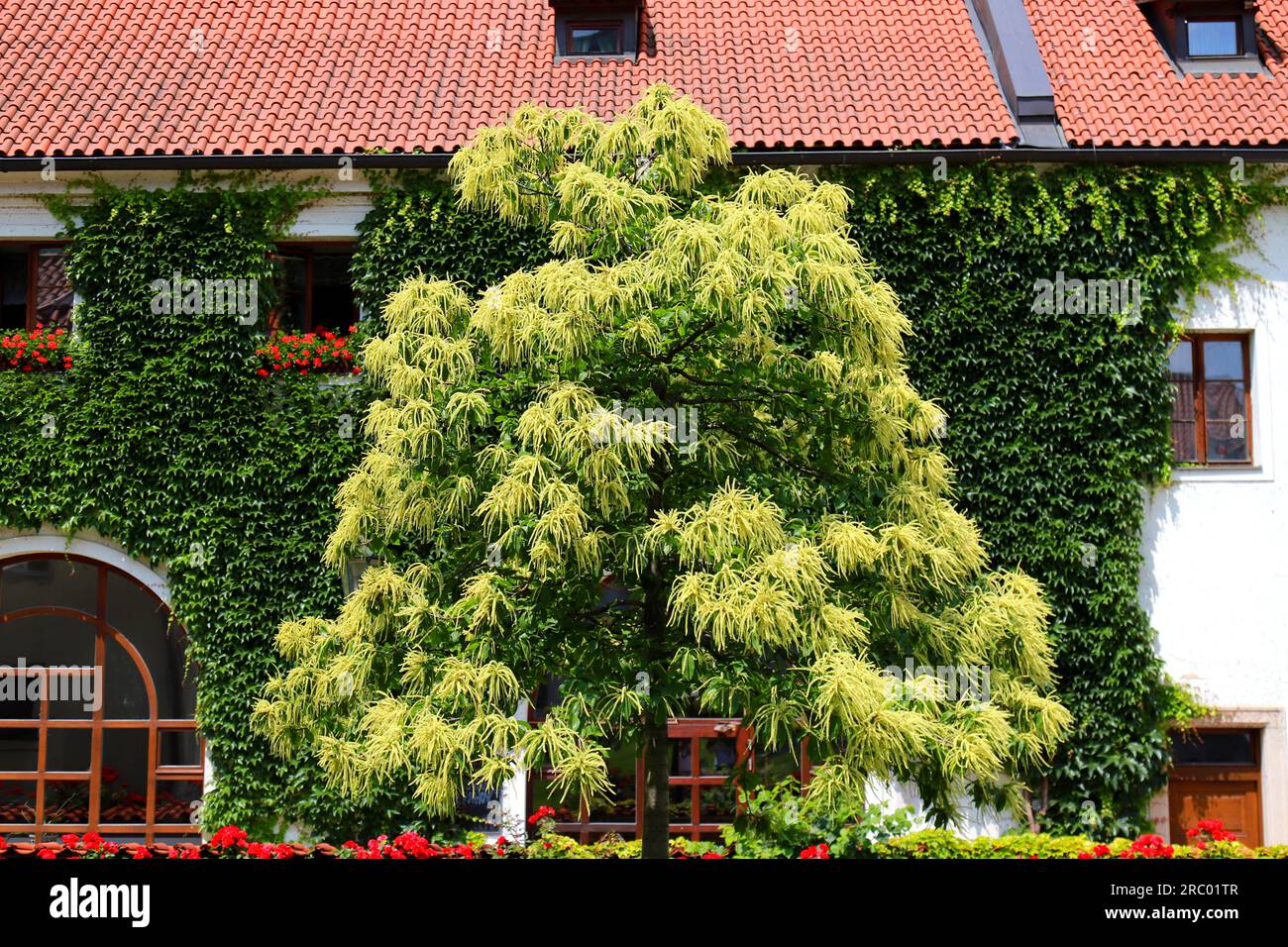 Essbarer Kastanienbaum, Blumen blühen. Süßer Kastanienbaum, Castanea ... Essbarer Kastanienbaum, Blumen blühen. Süßer Kastanienbaum, Castanea ...