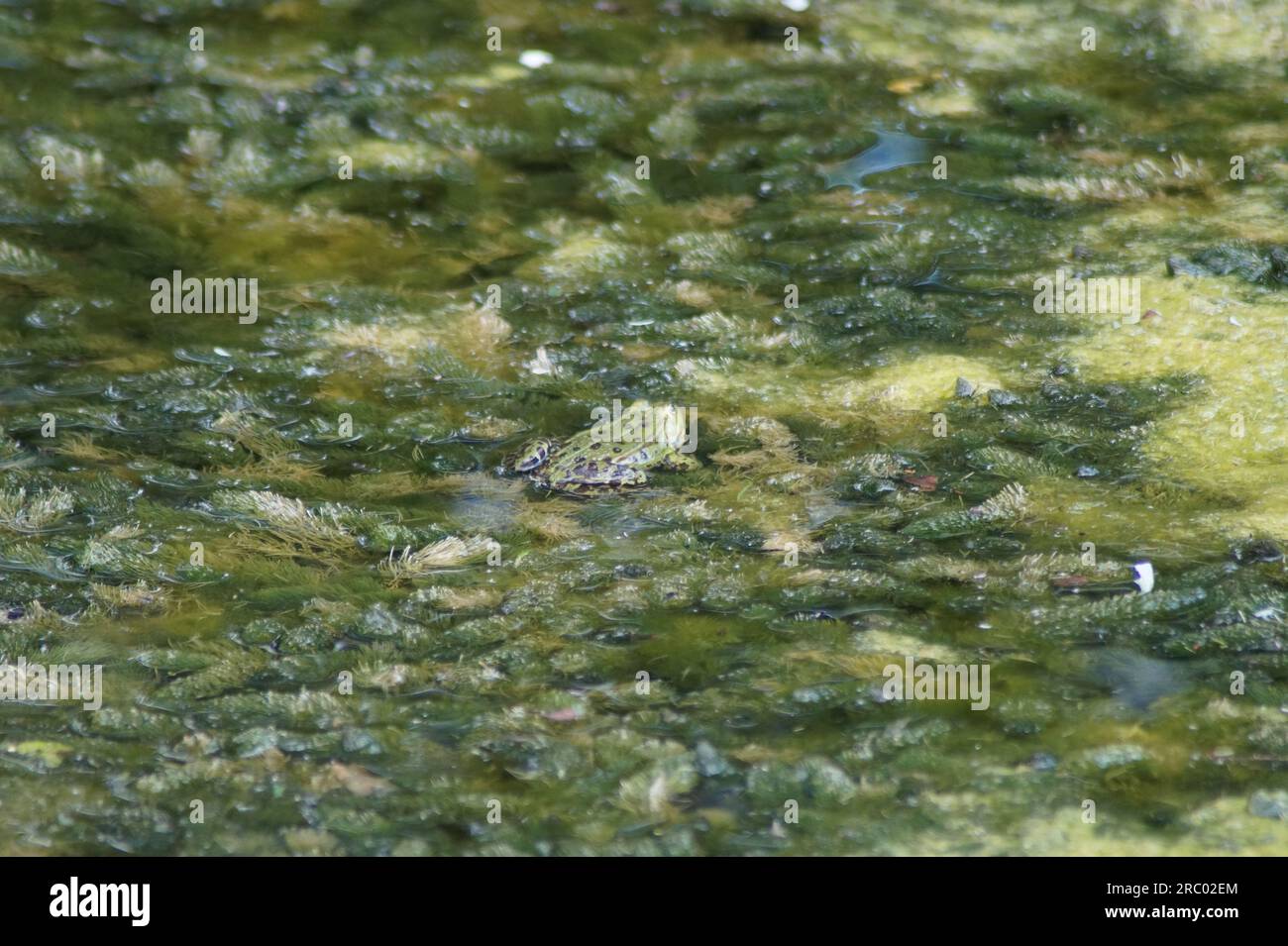 Ein Teich-Frosch, der in einem Teich sitzt, Wasser Stockfoto