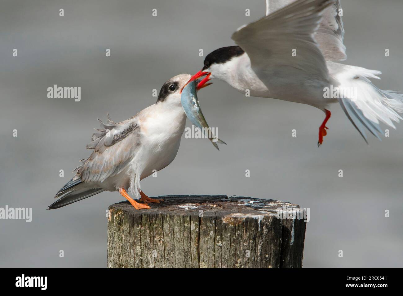 Fütterungstransfer von Jungtieren und älteren Vögeln mit Fischen Stockfoto