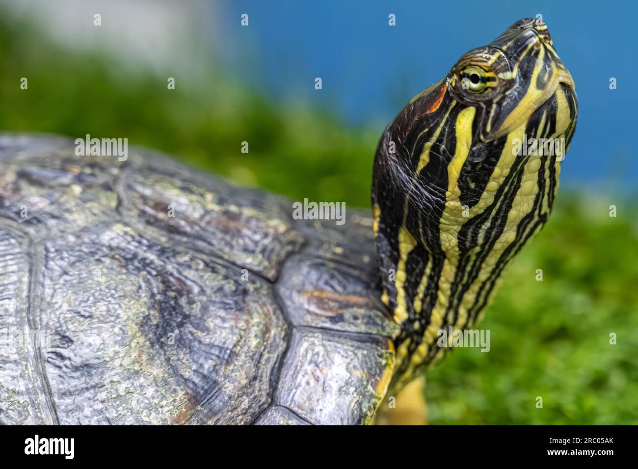Eine Rotohr-Slider-Schildkröte im Nature Center auf Amelia Island im Nordosten Floridas. (USA) Stockfoto