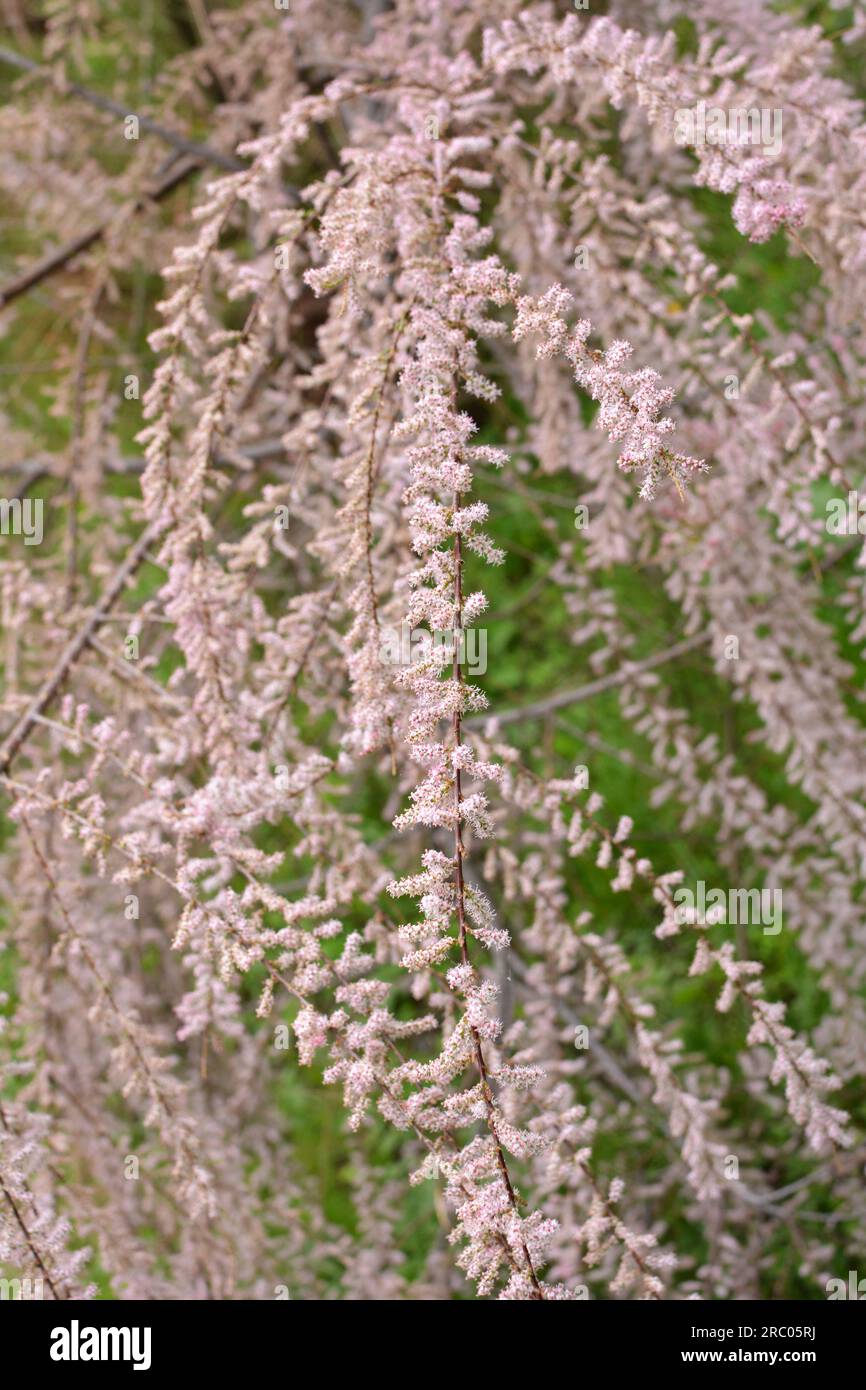 Im Frühjahr wächst die Zierpflanze tamarix in der Natur Stockfoto