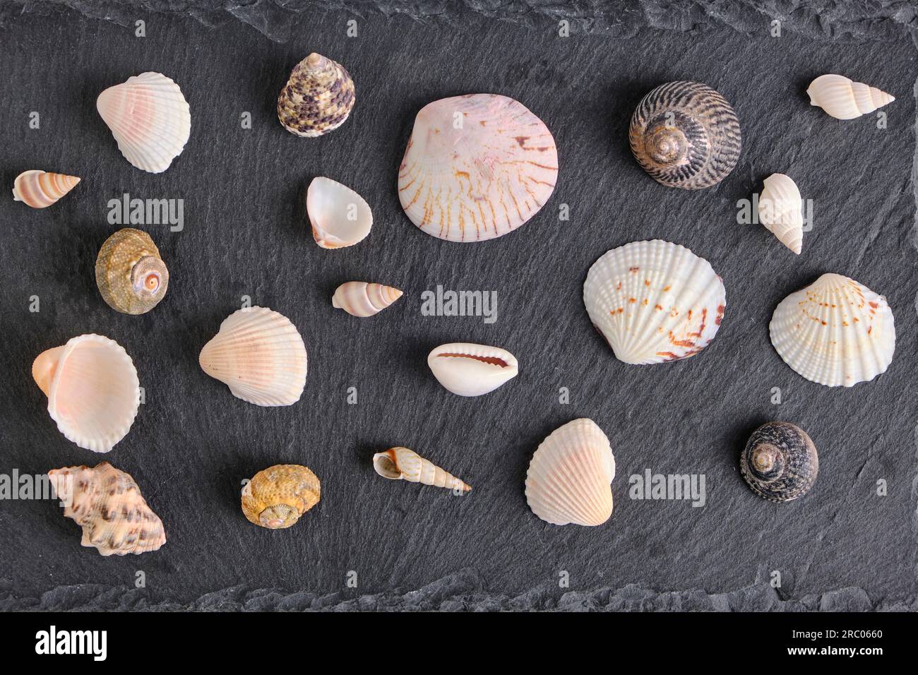 Muscheln und Muscheln Schieferhintergrund Stockfoto
