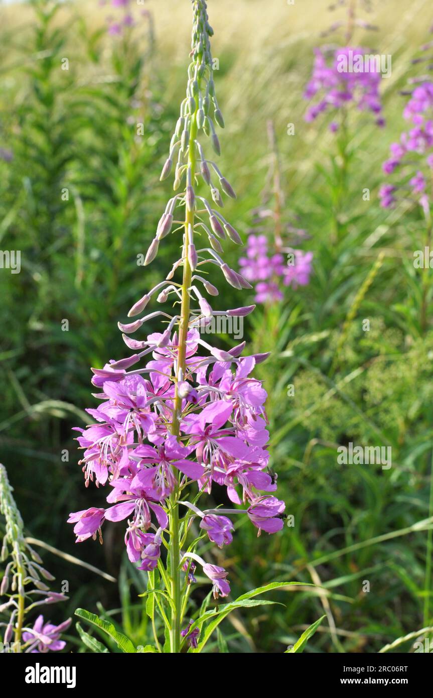 Epilobium angustifolium blüht im Sommer in der Wildnis Stockfoto