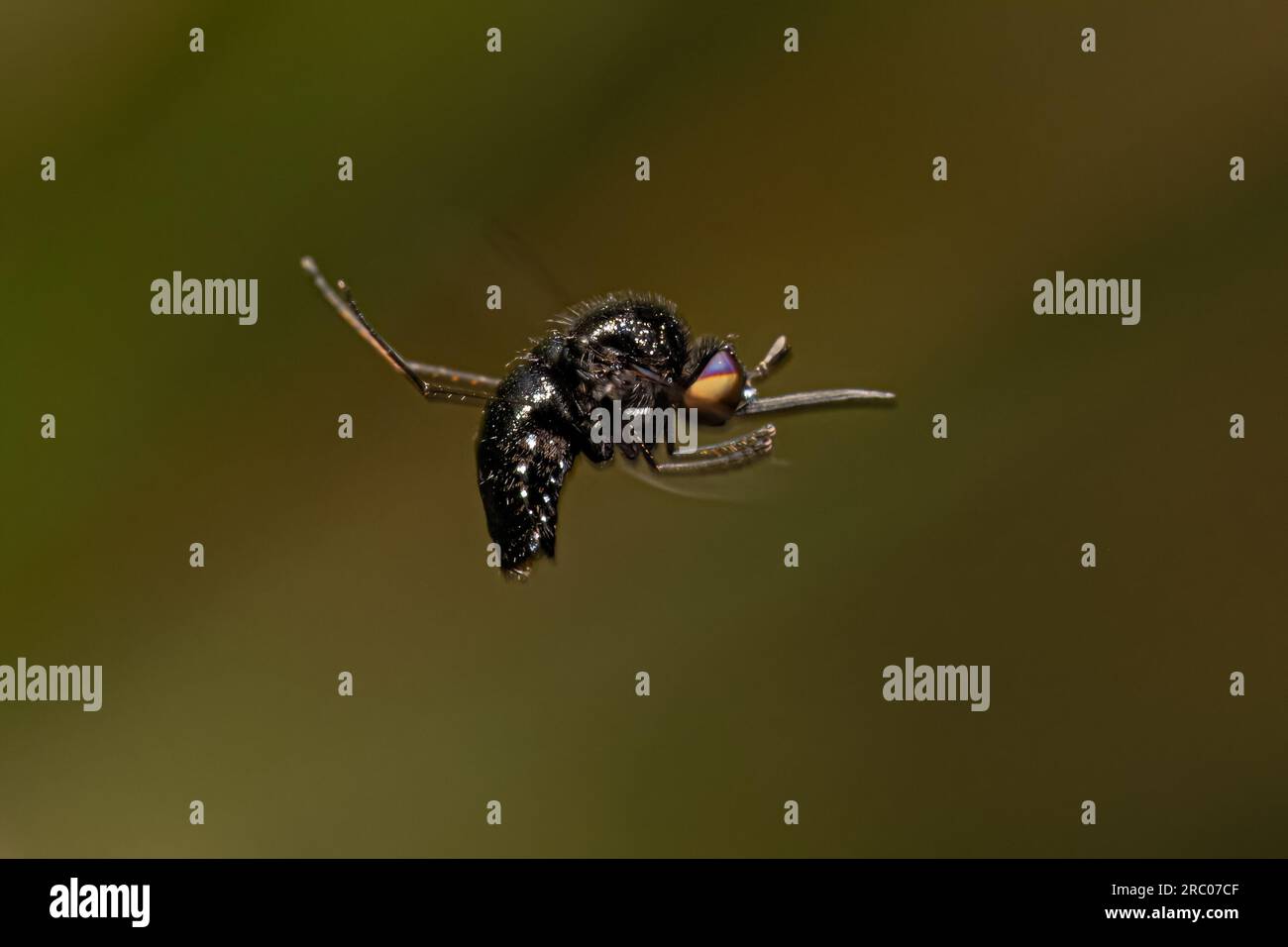 Ausgewachsene Bienenfliege der Familie Bombyliidae Stockfoto