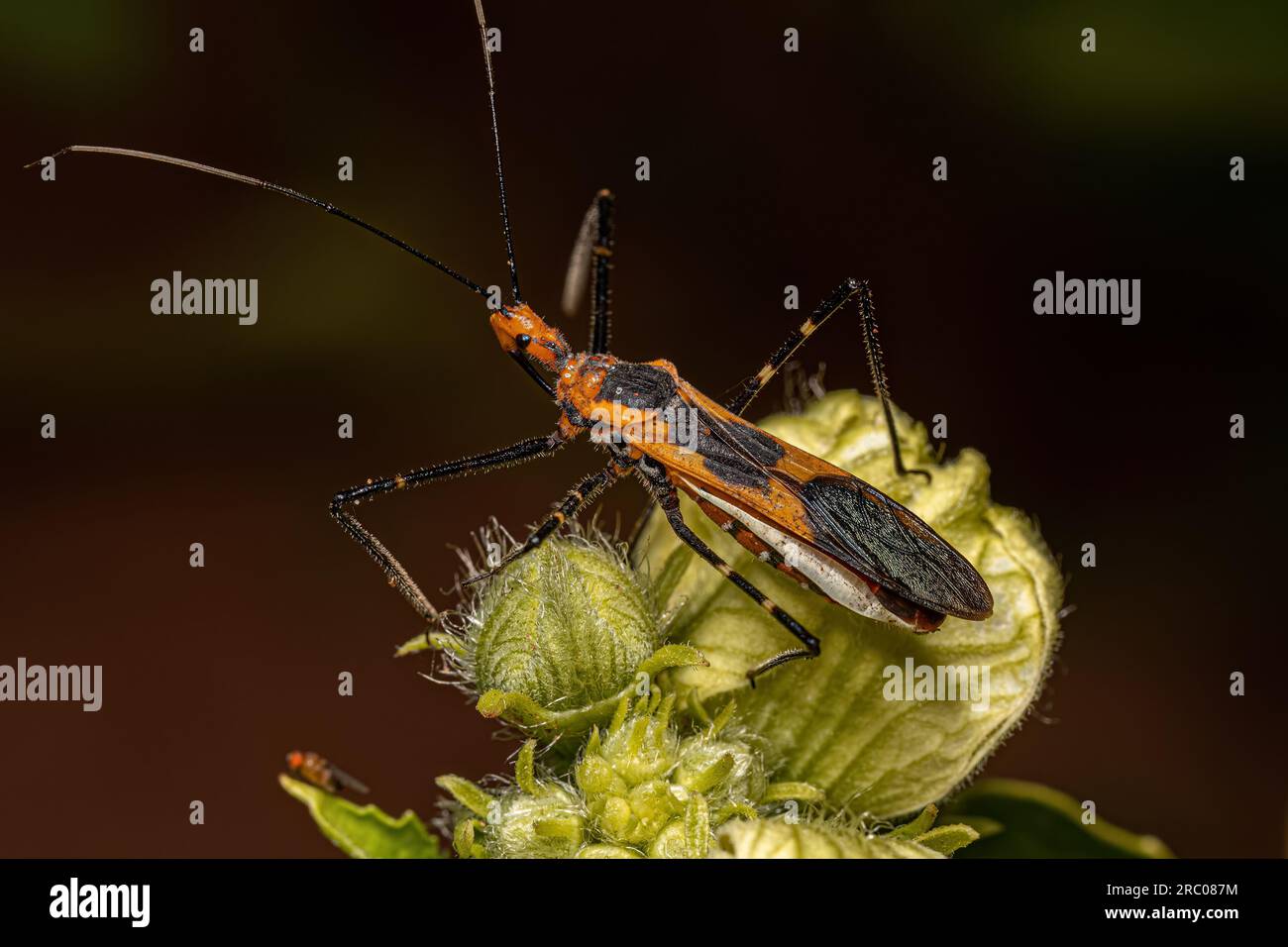 Milkweed Assassin Bug der Art Zelus longipes Stockfoto
