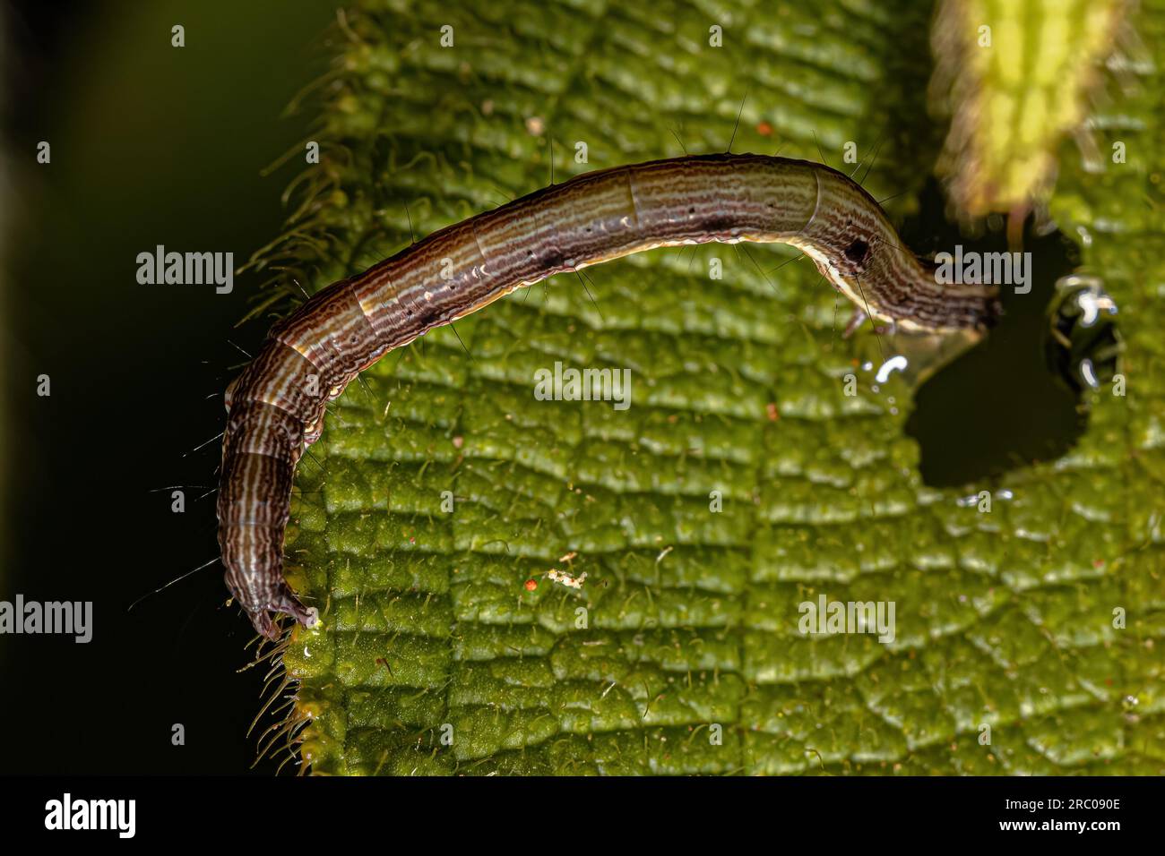 Kleine Mottenraupe der Superfamilie Noctuoidea Stockfoto