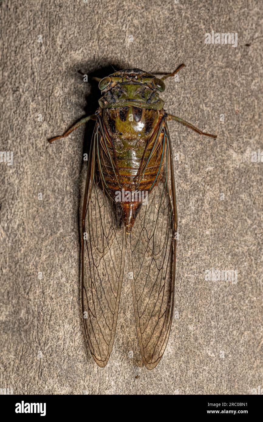 Erwachsene Typische Cicada der Tribe Fidicinini Stockfoto