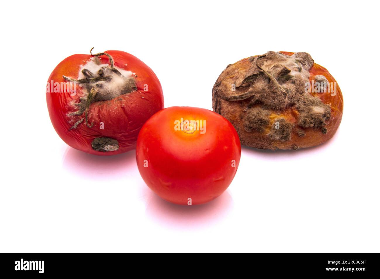 Frische, faule und schimmelige Tomaten auf einem weißen, isolierten Hintergrund Stockfoto